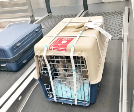 茂名宠物托运 宠物托运公司 机场宠物托运 宠物空运